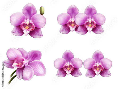 Set of orchid isolated on transparent background, transparency image, removed background