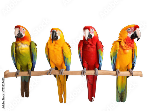 Set of parrot isolated on transparent background, transparency image, removed background