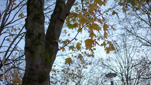 Tree similar to American sweetgum or American storax, star-leaved gum, hazel pine, bilsted, redgum, satin-walnut, alligator wood or simply sweetgum photo