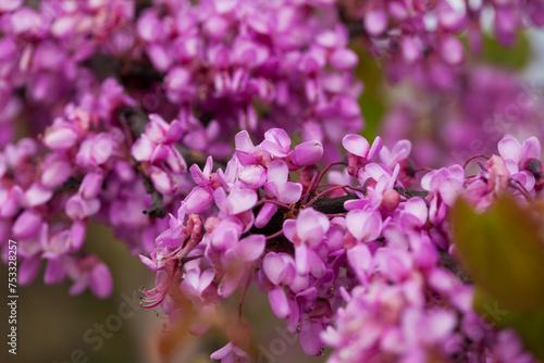 Magenta pink flowers of Cercis during spring blossoming..