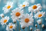 A bouquet of white daisies with yellow centers