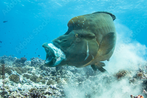 Humphead wrasse, Napoleon fish eating on the reef, French Polynesia