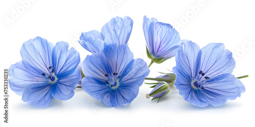 A bunch of blue flowers on a white surface of beautiful Jacob's Ladder flower isolated on white background.