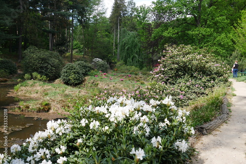Fototapeta Naklejka Na Ścianę i Meble -  Weißeh Rhododendren im Rhododendronpark Kromlauer Park
