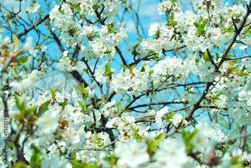 A blooming cherry tree in the sptingtime photo