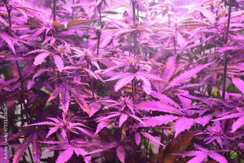 Photography Weed Farm