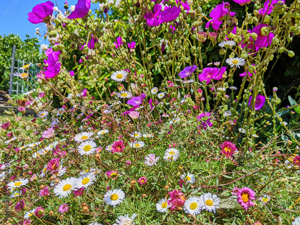 Fototapeta premium Bright Geraniums and Daisies in Sunlit Community Garden