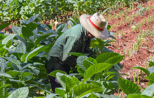 Foto Cuban farmer working in the tobacco field in Pinar del Rio province - Cuba