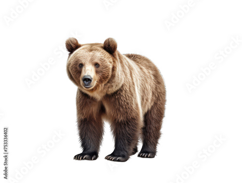 Bear isolated on transparent background, transparency image, removed background © transparentfritz