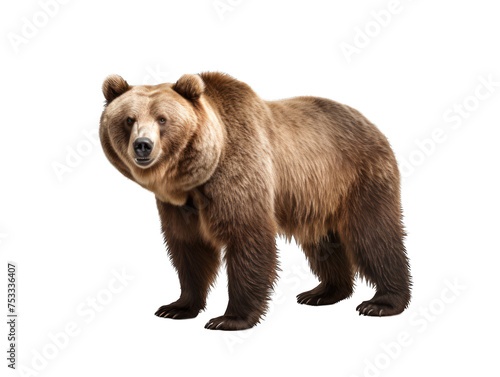 Bear isolated on transparent background, transparency image, removed background