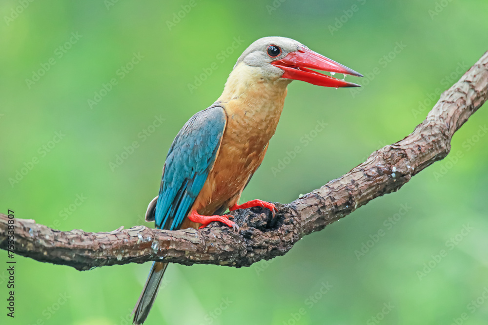 Obraz premium The Stork-billed Kingfisher on a branch in nature