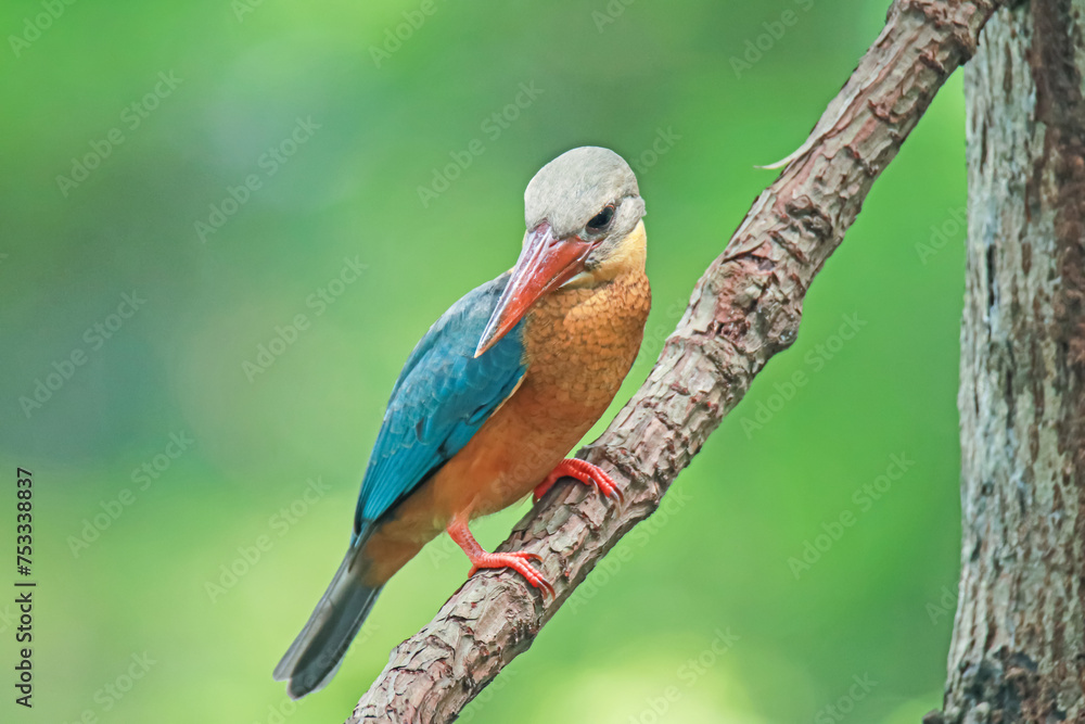 Obraz premium The Stork-billed Kingfisher on a branch in nature