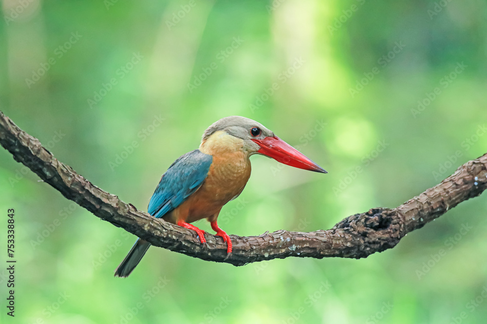 The Stork-billed Kingfisher on a branch in nature The Stork-billed Kingfisher on a branch in nature