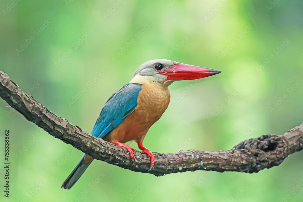 Fototapeta premium The Stork-billed Kingfisher on a branch in nature
