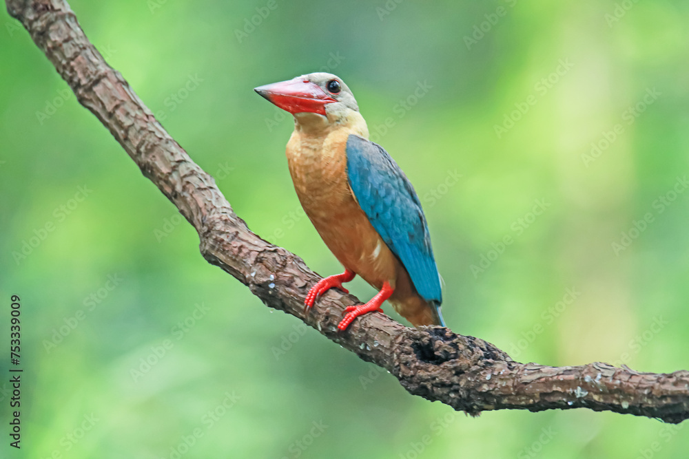 The Stork-billed Kingfisher on a branch in nature