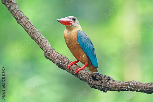 The Stork-billed Kingfisher on a branch in nature