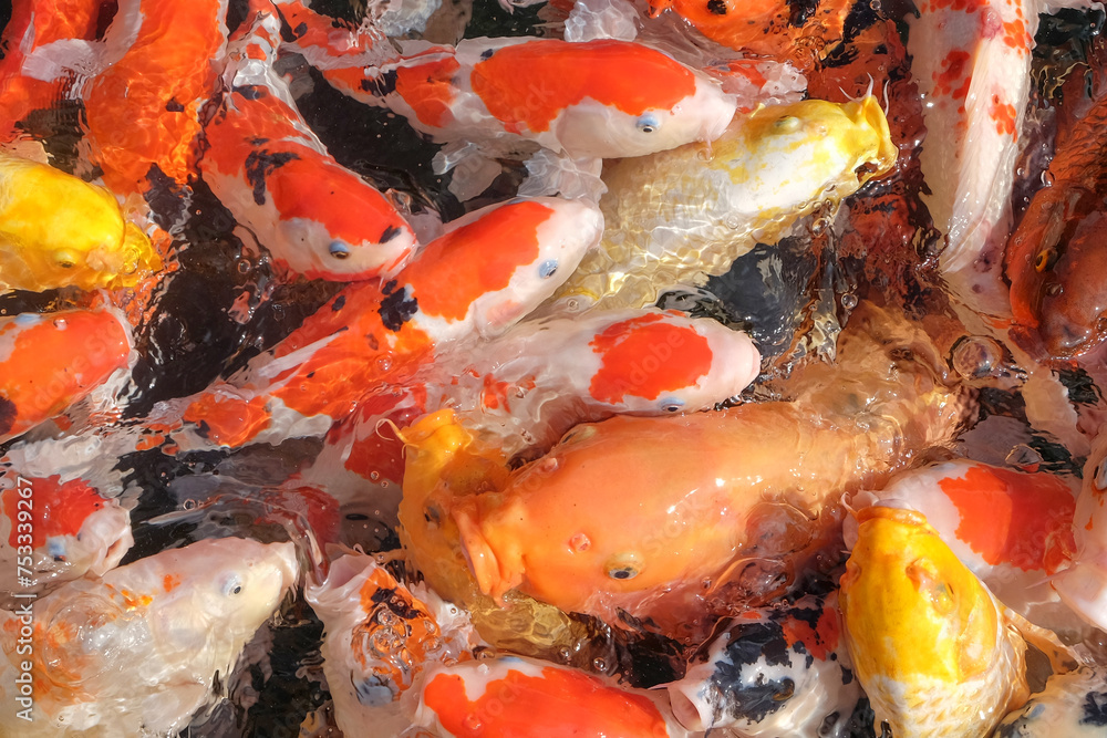 Beautiful colorful koi fish in the pond Beautiful colorful koi fish in the pond