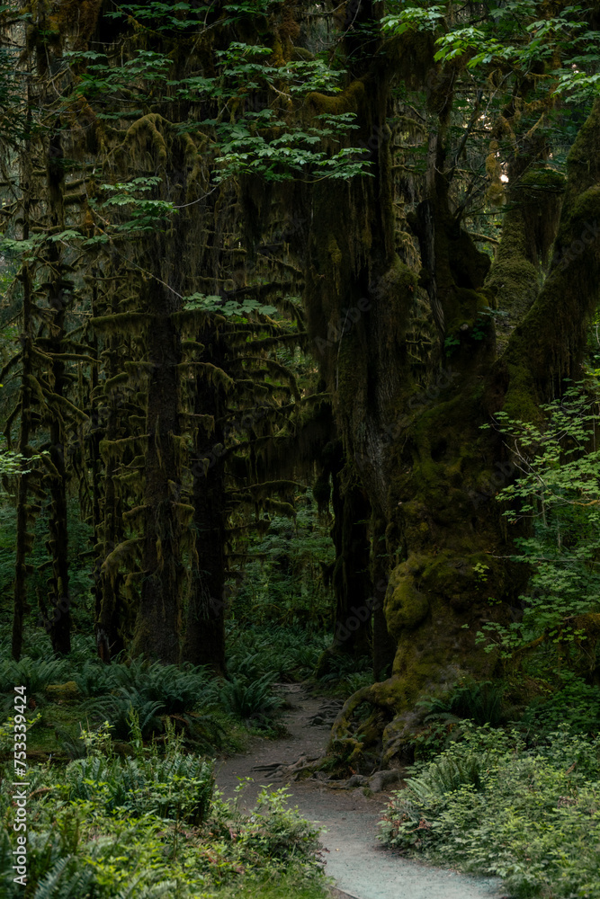 Gravel Trail Along The Hall Of Mosses In Olympic Gravel Trail Along The Hall Of Mosses In Olympic