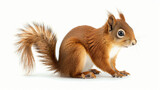 Sitting red squirrel isolated on a white background 