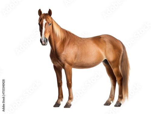 horse isolated on transparent background  transparency image  removed background