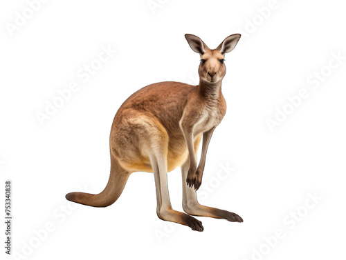 kangaroo isolated on transparent background, transparency image, removed background