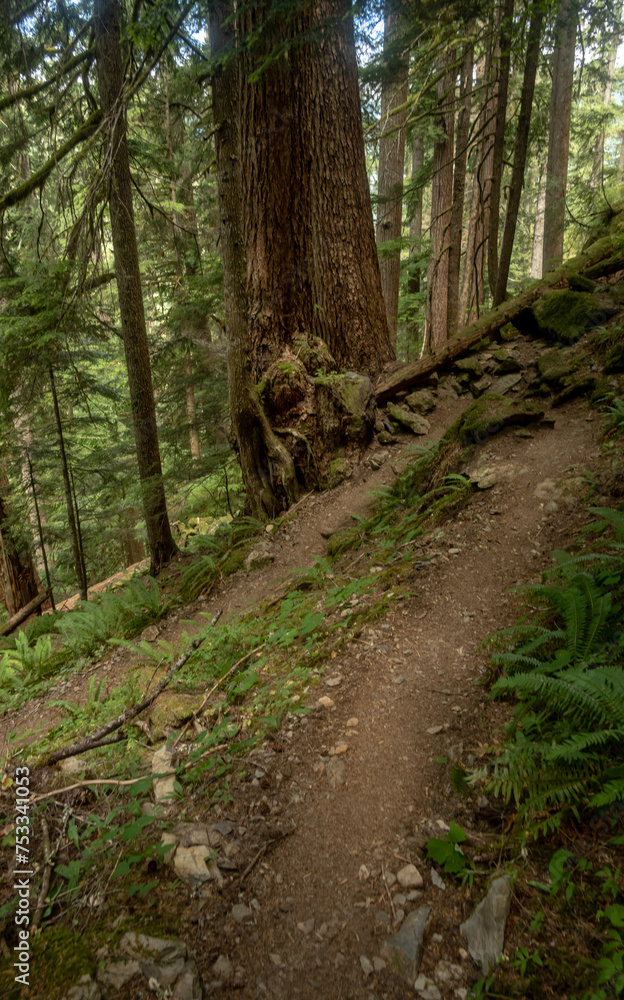 Fototapeta premium Looking Down over Steep Trail Winding Down toward the Hoh River