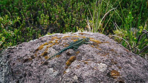 Lagartija Pintada, volcán osorno.