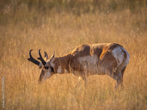 pronghorn buck in the prairie