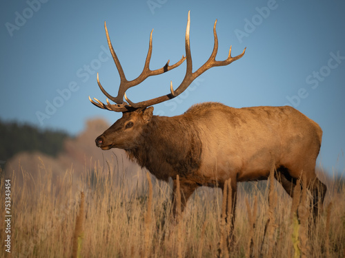 bull elk on a ridge