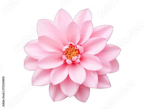 pink flower isolated on transparent background  transparency image  removed background