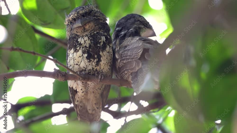 Nature wildlife of Sunda frogmouth owl couples Perching on tree resting. Nature wildlife of Sunda frogmouth owl couples Perching on tree resting.