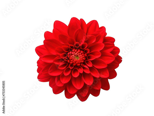red flower isolated on transparent background, transparency image, removed background