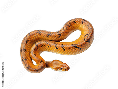 snake isolated on transparent background, transparency image, removed background