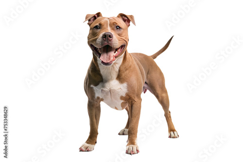american pitbull terrier dog on a transparent background photo