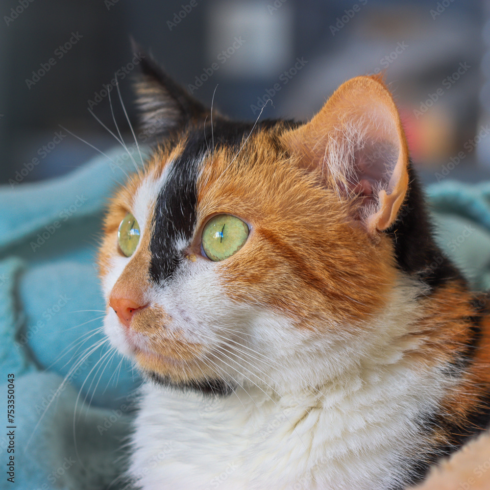 Calico cat on a couch - Felis catus