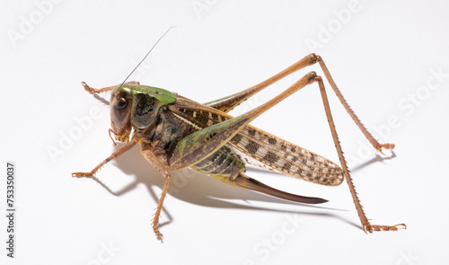 Wart-biter (Decticus verrucivorus) is a bush-cricket in the family Tettigoniidae. Grasshopper close-up. A female insect on a white background.