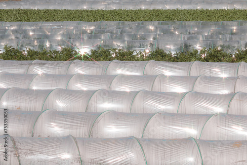 Rows of fresh green vegetables growing in agricultural field plastic tunnels