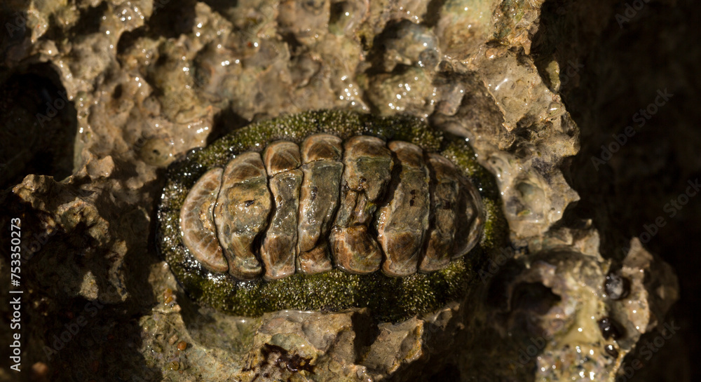 Acanthopleura haddoni, tropical species of chiton. The fauna of the Red Sea. A marine molluscs on a rock.