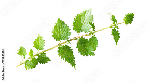 sprig of lemon balm, prized for its calming and mood-enhancing effects