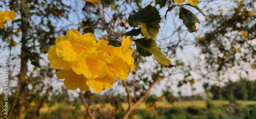 Yellow trumpet flower, high angle view blue sky. © Thaweesup