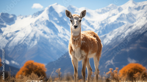 llama in the mountains © qaiser