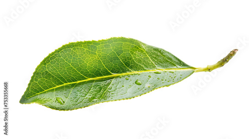 Tea Tree Leaf isolated on white transparent background