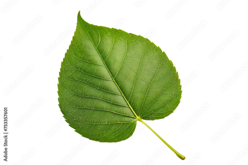 Obraz premium Single leaf, full body, isolated, high-quality stock photograph, white background, soft shadows enhancing its texture, macro shot revealing intricate patterns on the surface, green, lush, detail-focus