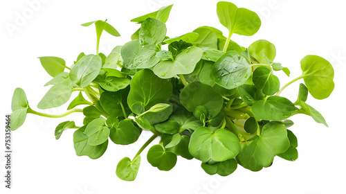 Watercress isolated on white transparent background