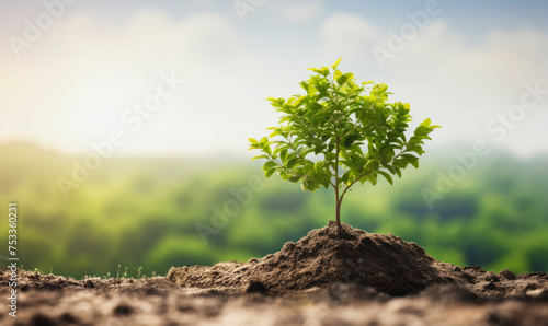 A small tree is planted in the dirt. The tree is surrounded by a lush green forest. Concept of growth and renewal, as the tree is just beginning to take root and grow. The natural beauty of the forest