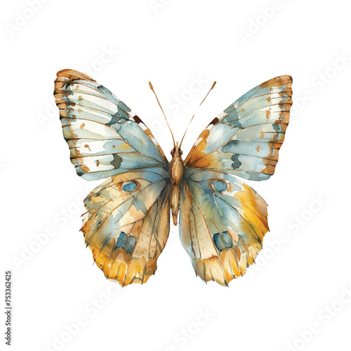 buttterfly vector illustration in watercolour style
 photo