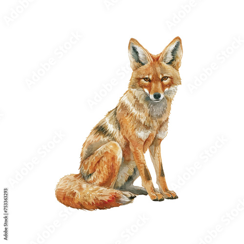 cute coyote vector illustration in watercolour style