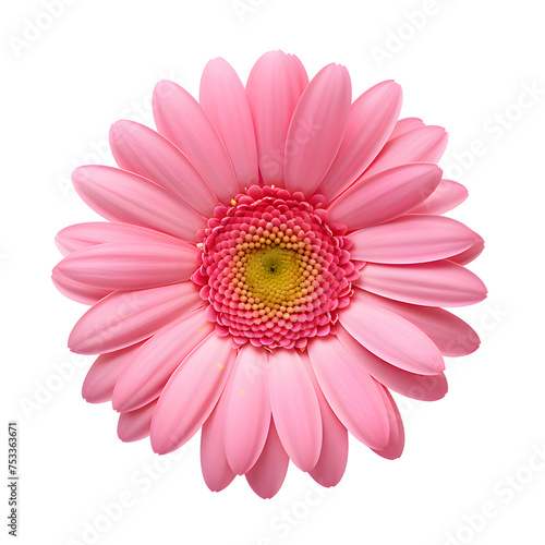 Beautiful pink gerbera flower isolated on white and transparent background