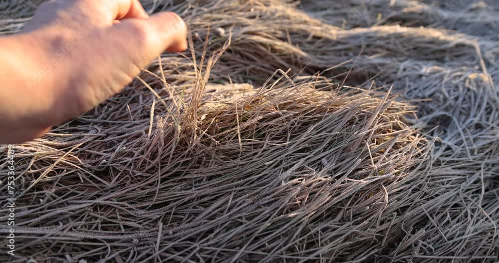 the grass covered with ice and frost in winter, the field with frozen winter grass in the morning the grass covered with ice and frost in winter, the field with frozen winter grass in the morning