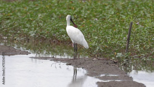 Black-faced Spoonbill (Platalea minor) standing paddy filed at Kota Belud, Sabah, Borneo photo